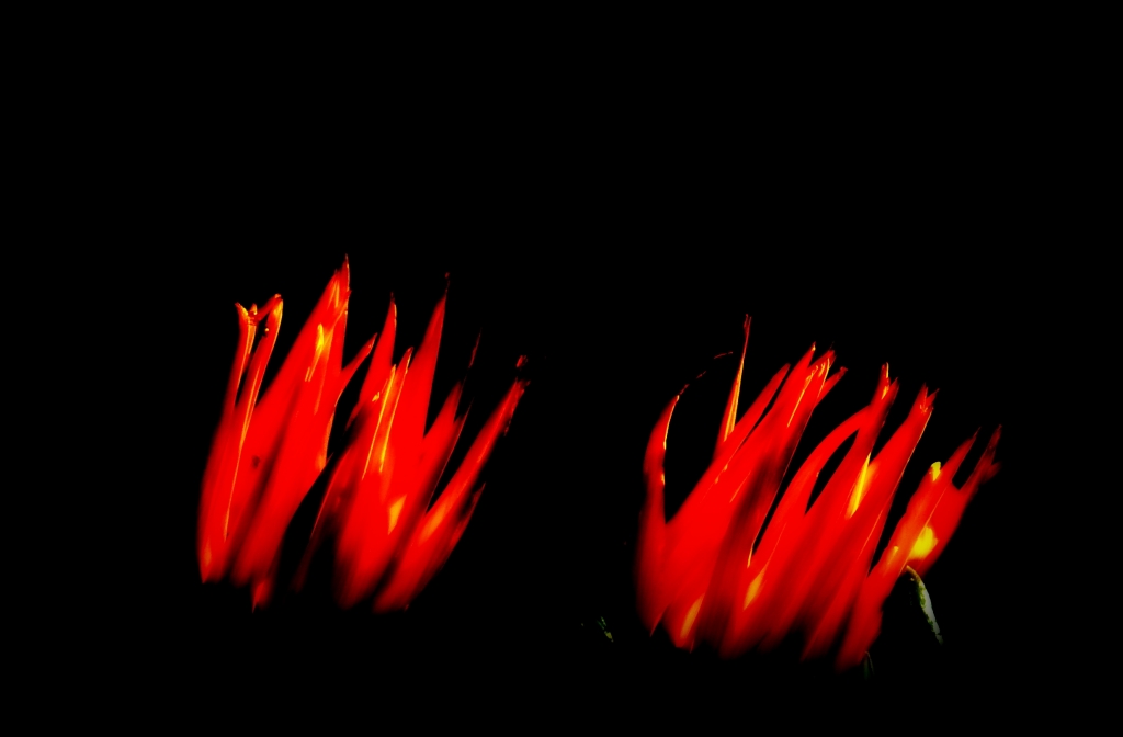 fiori e fiamme 2