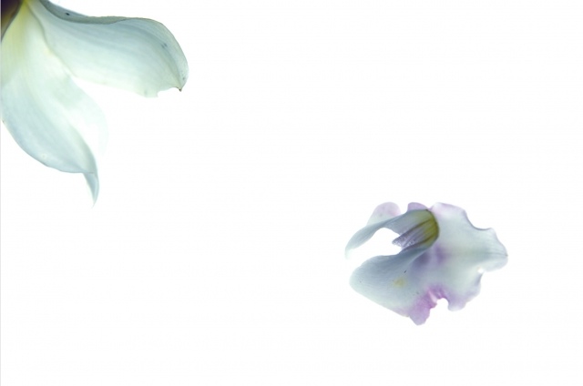Flowers and Poetry
