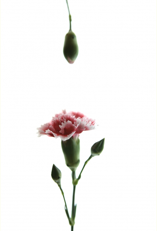 Flowers and poetry