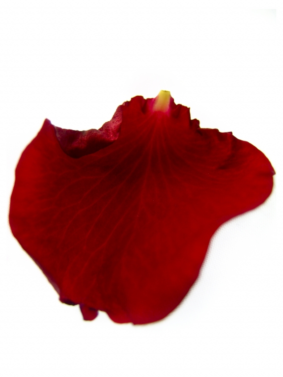 Flowers and Poetry