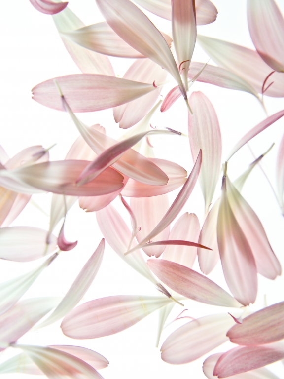 Flowers and poetry