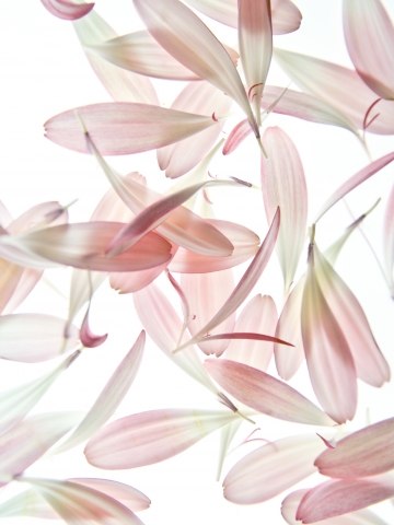 Flowers and poetry