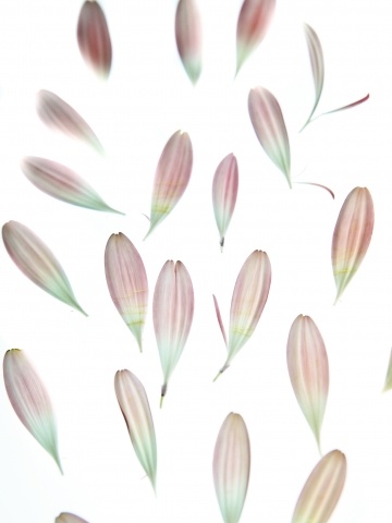 Flowers and poetry