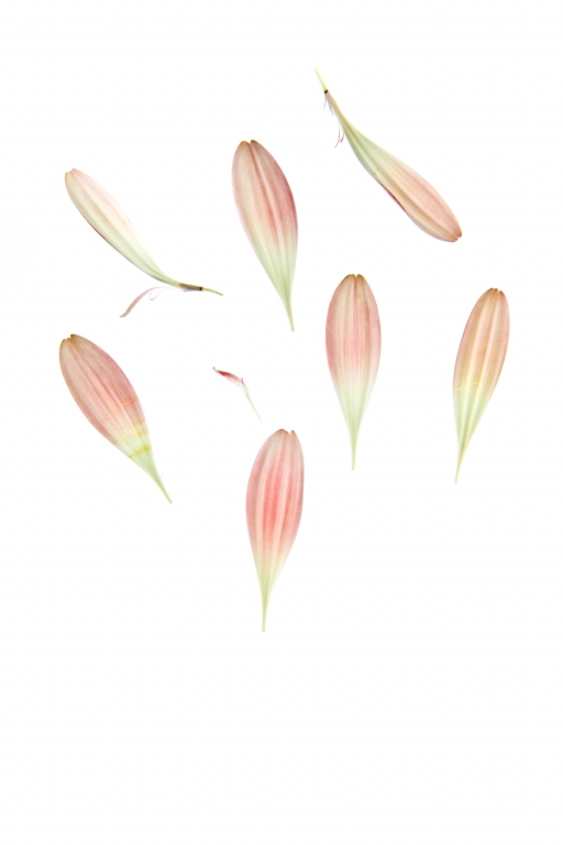 Flowers and poetry