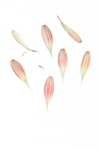 Flowers and poetry