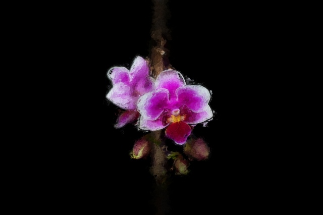 Orchidea