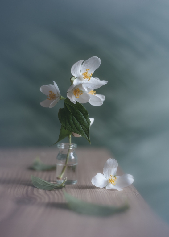 Jasmine in a Vial. Dream style.