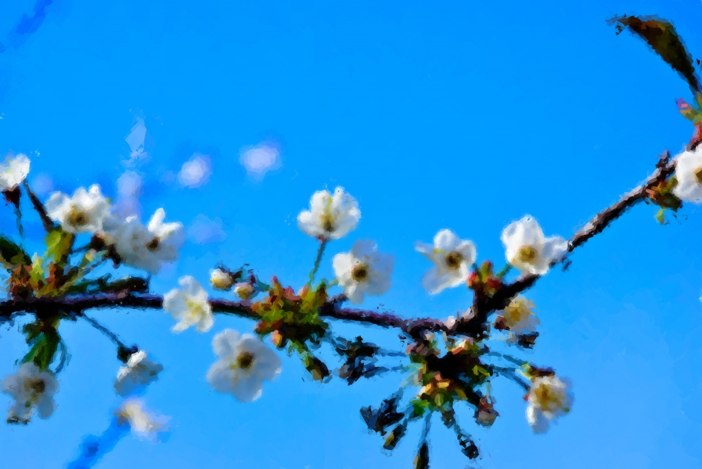 Fiori in primavera
