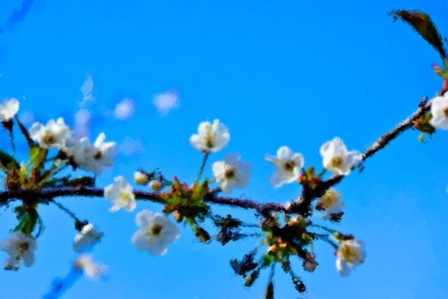 Fiori in primavera
