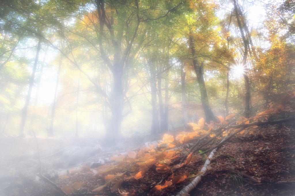 Il bosco in autunno