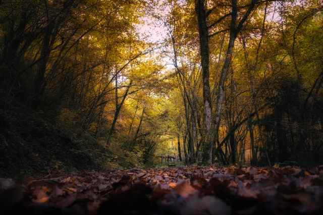 DENTRO IL BOSCO INCANTATO