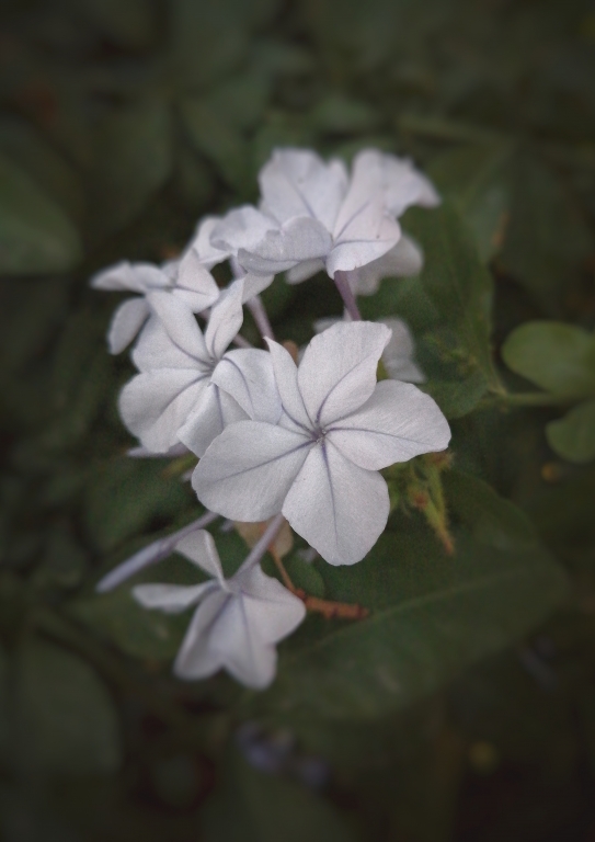 Litlle flower from my garden