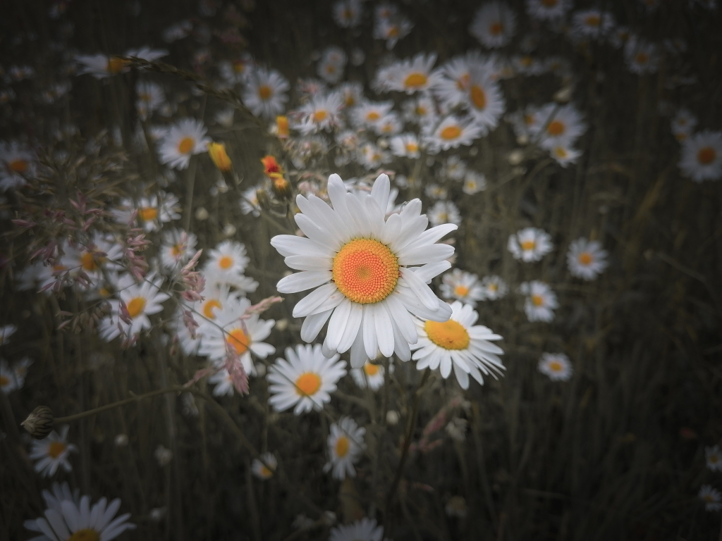 Garden flower
