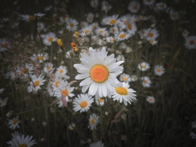 Garden flower