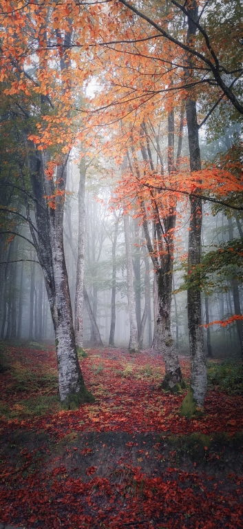 Magic woods