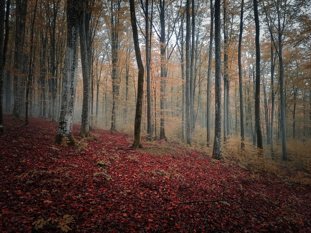 Autumn woods