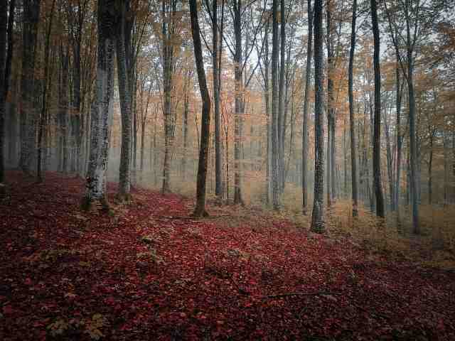 Autumn woods