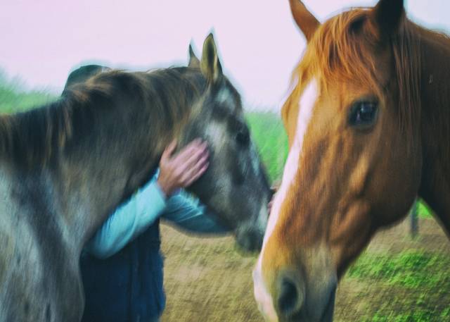 Amore per cavalli