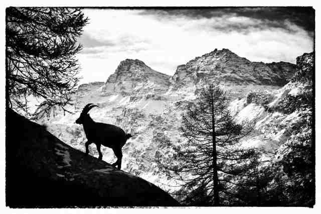 Paesaggio alpino in B&W