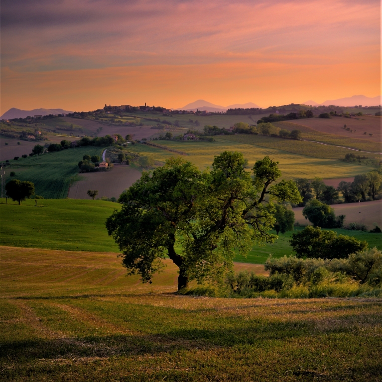 Albero durante il tramonto