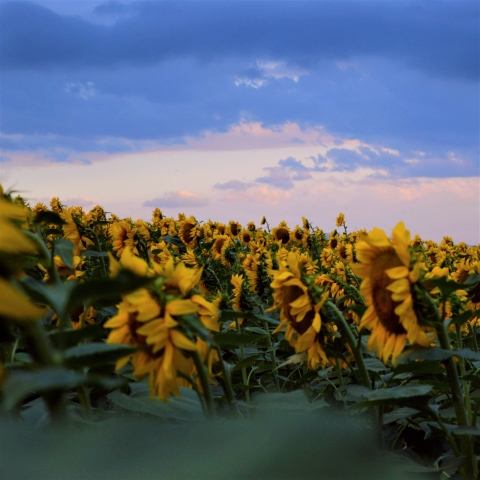 Girasoli