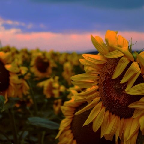 Girasoli al tramonto