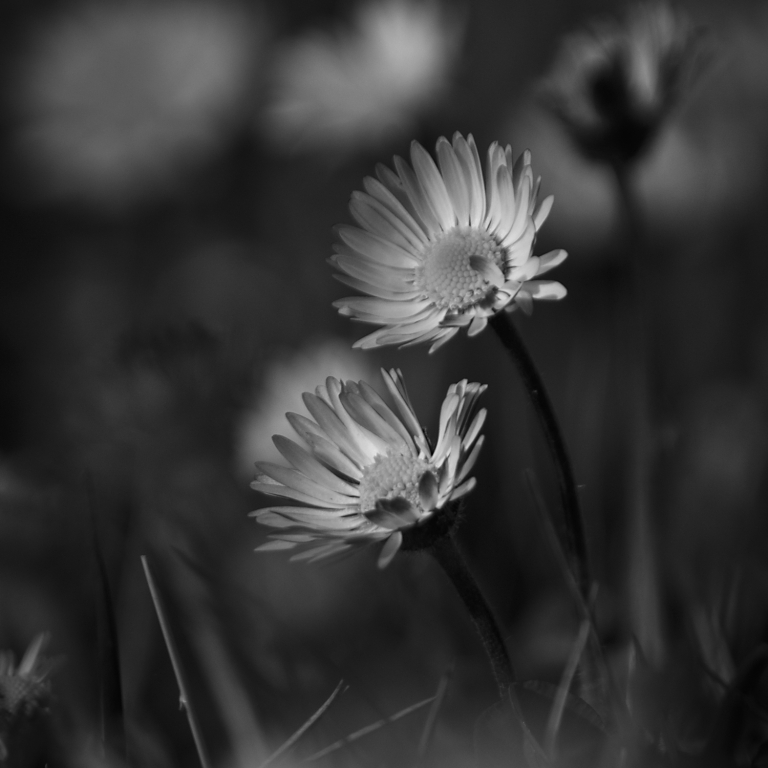 daisy bnw