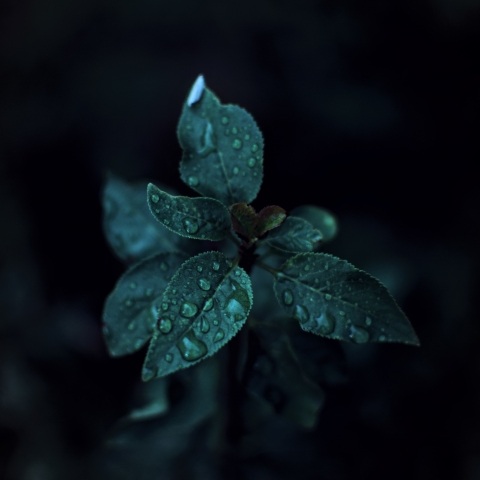 Rain