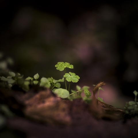 Power of the nature