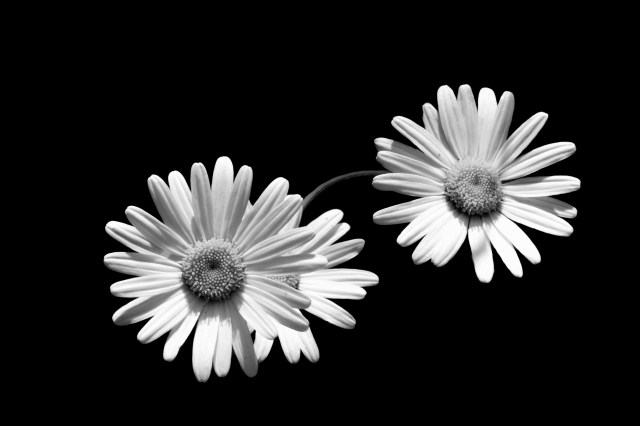 bellis perennis