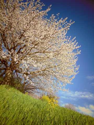 Ciliegio in fiore