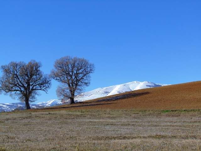 Alberi e neve