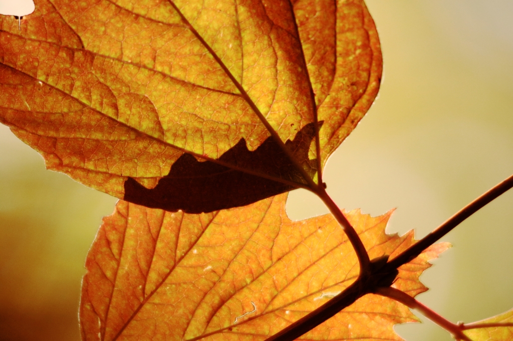 Autumn in love
