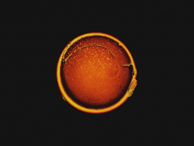 Biomeccanica