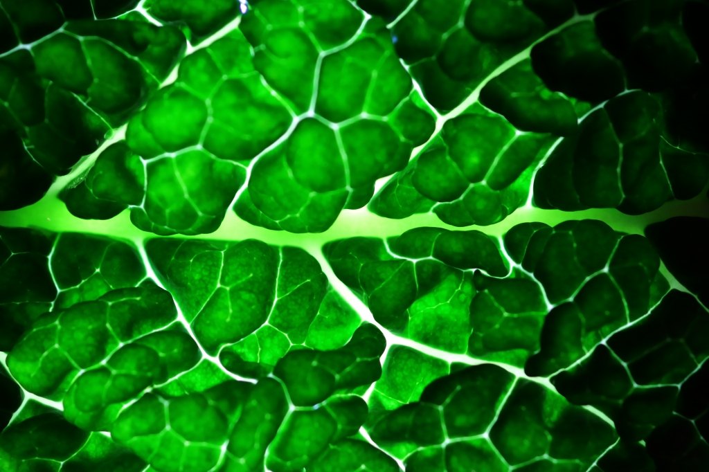 FLUOLEAF