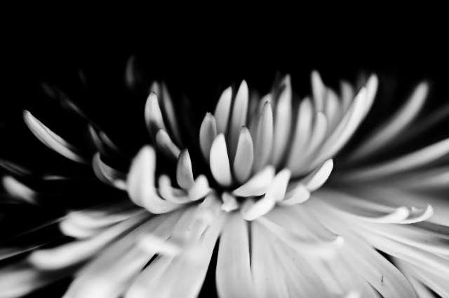 Chrysanthemum spider