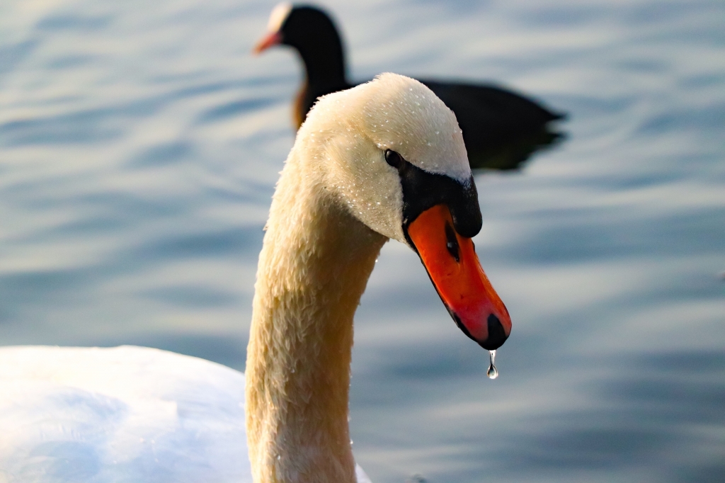 L’eleganza del cigno