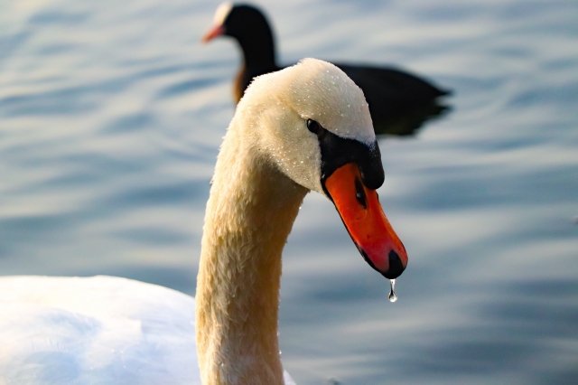 L’eleganza del cigno