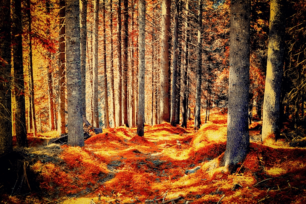 DECEMBER RUST