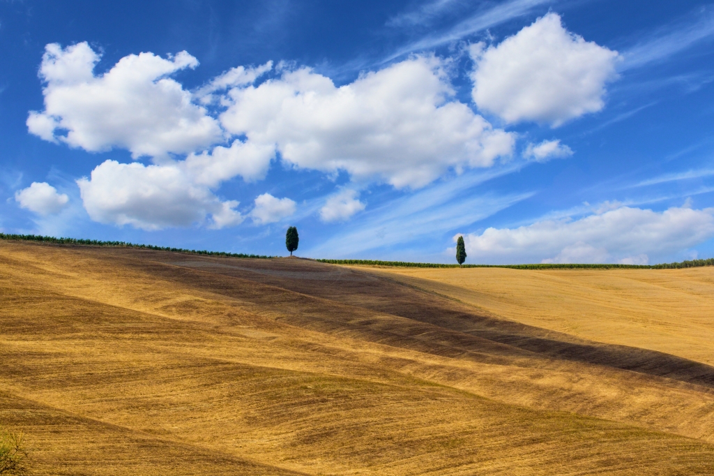 Alberi in Val D Orcia