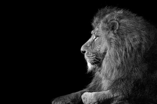 Lion , Portrait Wildlife animal , isolated