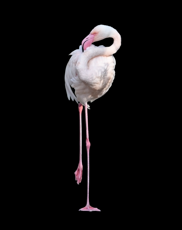 Flamingo pink , tropical animal wildlife , exotic