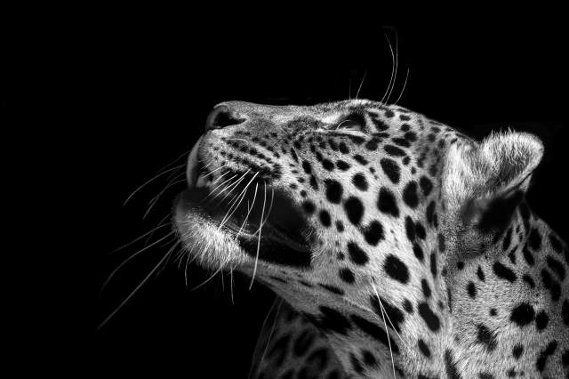 leopard wildlife , animal isolated