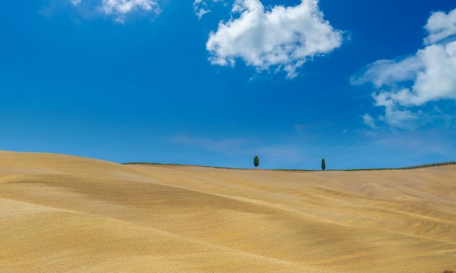 Due alberi in Val D Orcia