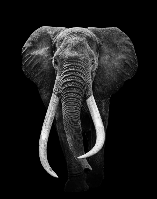 Elephant black & white , wildlife animal
