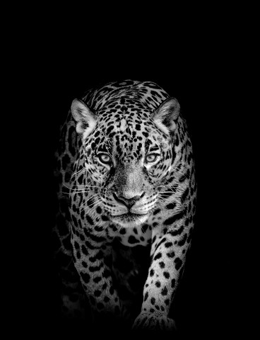 Leopard wildlife , animal isolated black