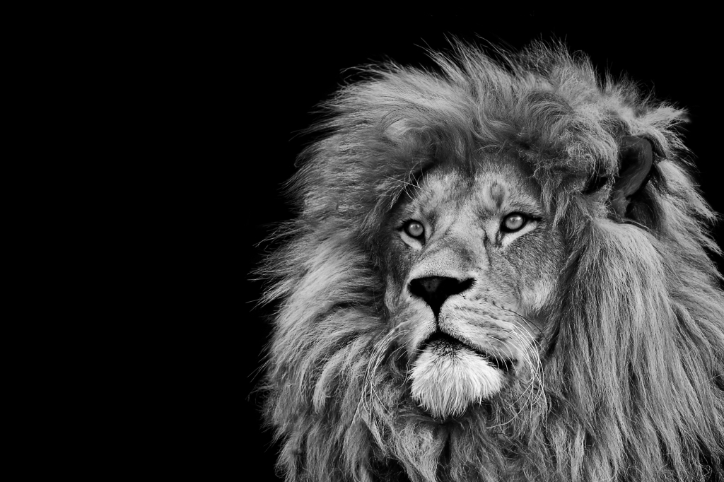 Lion , king isolated , Portrait Wildlife animal