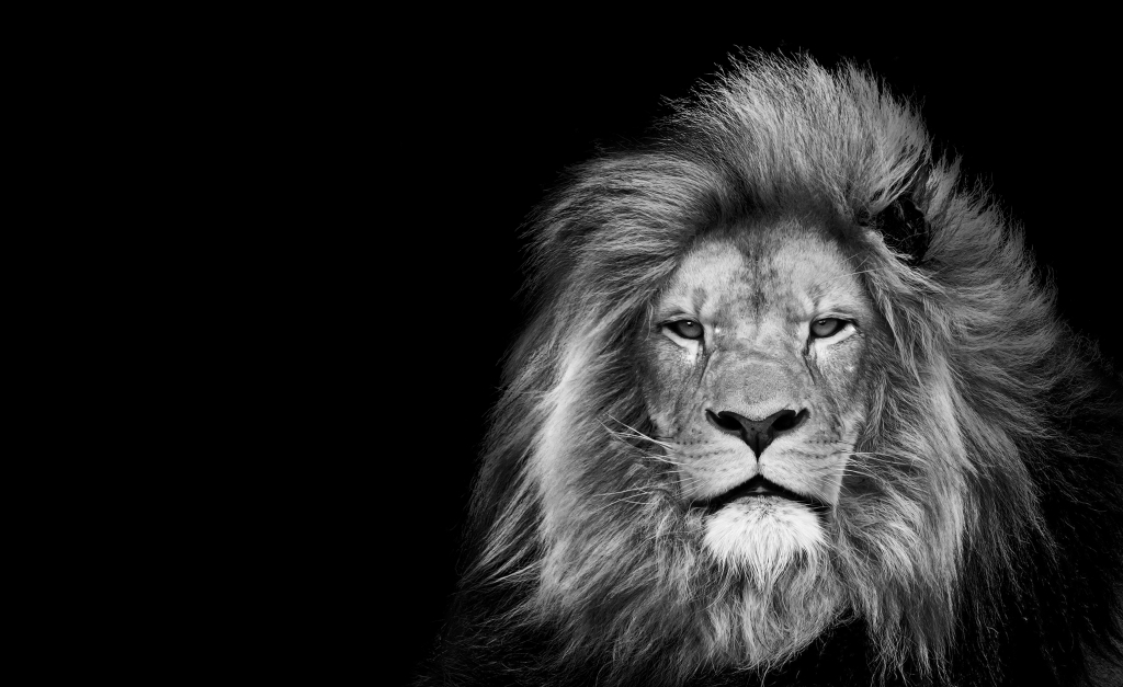 Lion , king isolated , Portrait Wildlife animal