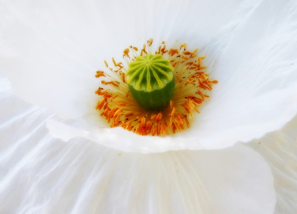 papavero bianco