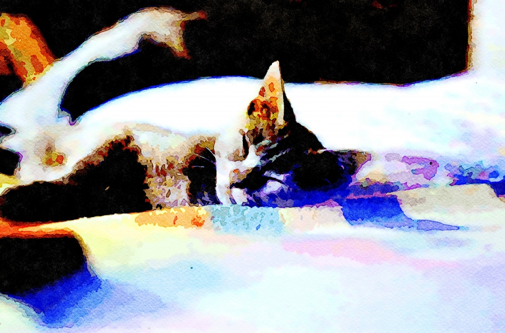 Cat 12